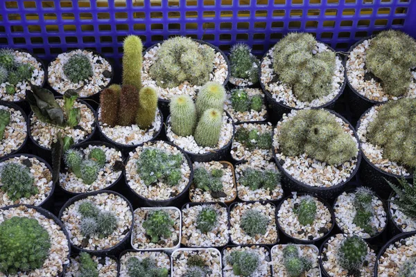 Panelas de plantas de cacto em vitrines — Fotografia de Stock