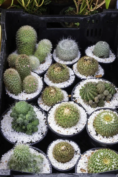 Vasi di piante di cactus in vetrina — Foto Stock