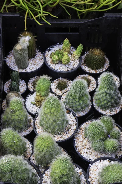Kaktus planta krukor i fönster shopping — Stockfoto