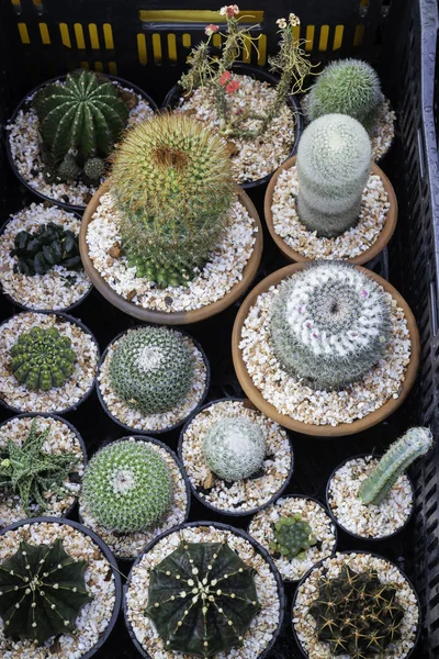 Cactus plant pots in window shopping — Stock Photo, Image