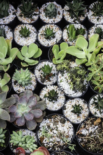 Cactus plant pots in window shopping — Stock Photo, Image