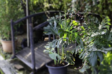 Çiçek saksılarıyla süslenmiş yeşil bir ev.