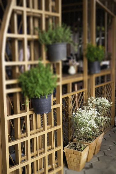 Maison verte décorée avec des pots de plantes — Photo