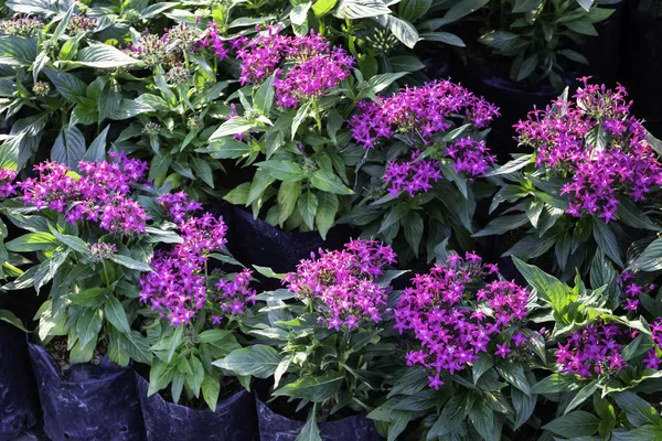 Market for sale plant in pots — Stock Photo, Image