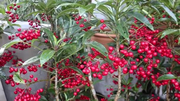 Belle Plante Boule Rouge Dans Jardin Images Stock — Video