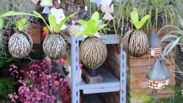 Mini Hangende Groene Bladeren Planten Potten Voorraad Beeldmateriaal — Stockvideo