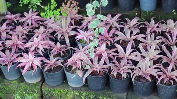 Mini Purple Leaves Plant Pots Stock Footage — Stok video