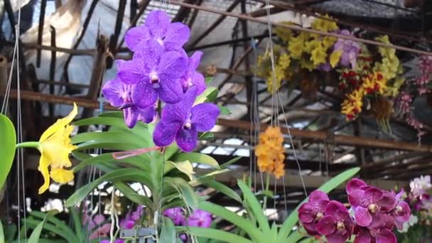 Orquídea Pendurada Multi Colorido Vasos Imagens Estoque — Vídeo de Stock