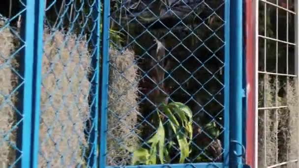 Muchas Hojas Colgantes Macetas Plantas Material Archivo — Vídeos de Stock