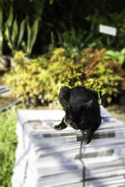 Local thai short hair gray cat — Stock Photo, Image