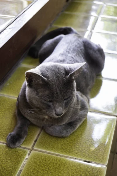 Helyi thai rövid haj szürke macska — Stock Fotó