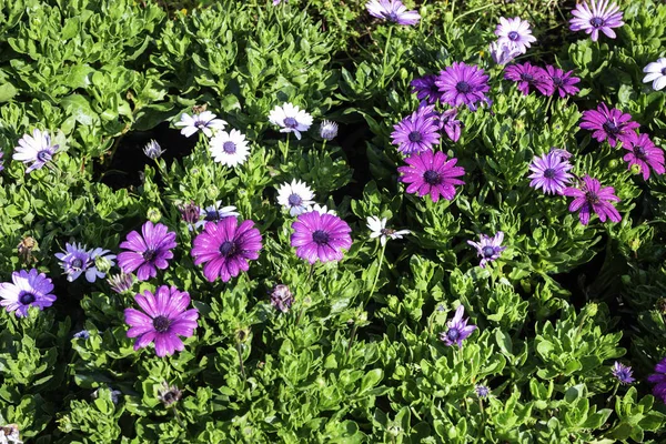 Market for sale plant in pots — 스톡 사진