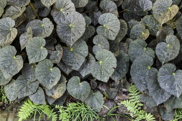 Market for sale plant in pots — ストック写真