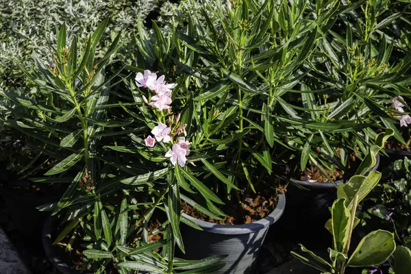 Market for sale plant in pots — Stock Photo, Image