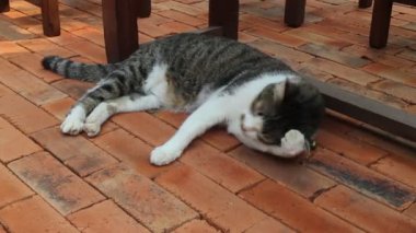 Güzel evcil kedi pembe diliyle kendini temizliyor.