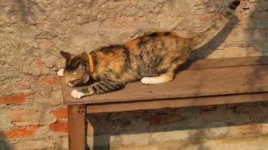 Üç renkli yerel kedi bankta geriniyor.