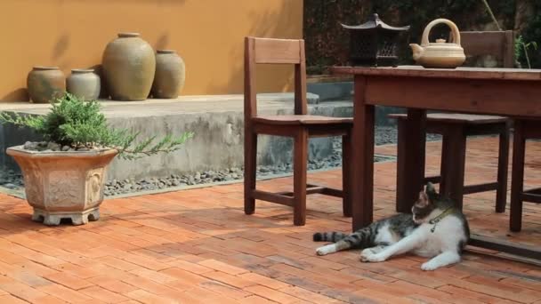 장난스럽고 귀여운 고양이 몸치장 — 비디오