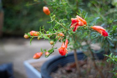 Çalı üzerinde güzel kırmızı nar çiçeği, stok fotoğrafı.