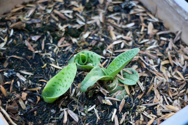 Joven Planta Hoja Sarampión Calambre Gigante Foto Stock —  Fotos de Stock