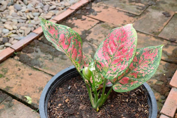 Flor Aglaonema Modestum Floreciendo Foto Stock —  Fotos de Stock