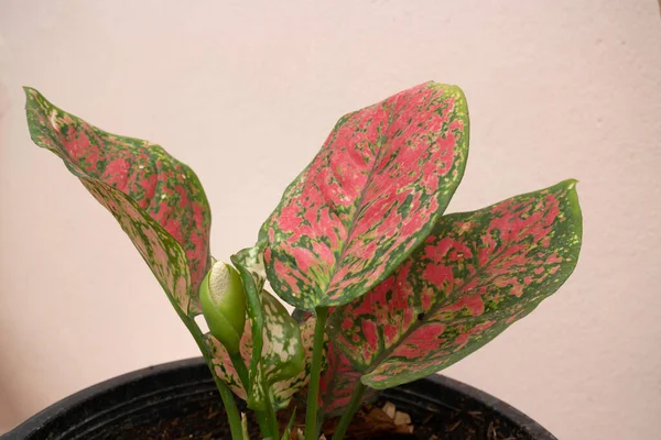 Aglaonema Modestum Flower Blooming Fotografii Stoc — Fotografie, imagine de stoc