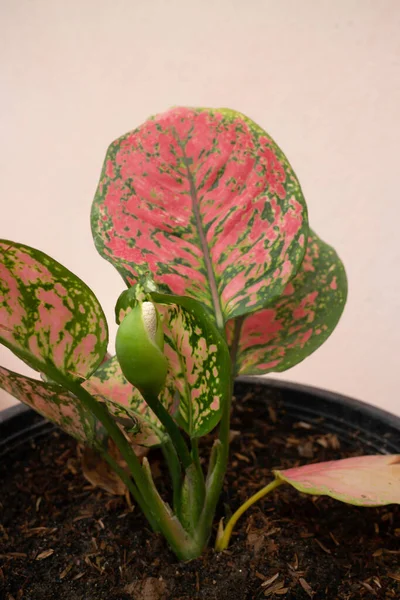 Aglaonema Modestum Flower Blooming Stock Photo — Stock Photo, Image