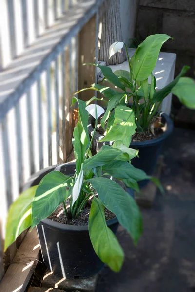 Peace Lily Plant Outdoors Garden Stock Photo — Stok Foto