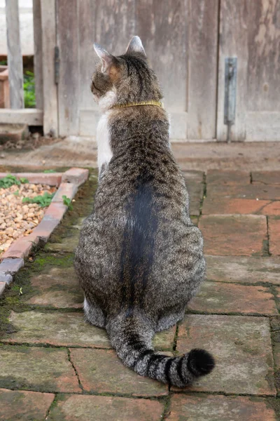 庭で凍る猫 ストックフォト — ストック写真