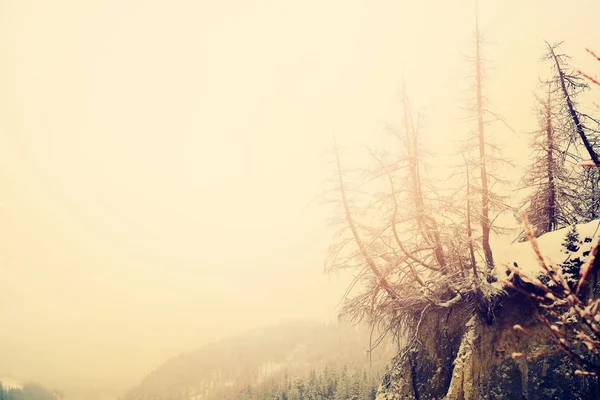 Wild Nature Winter Trees on Break Austria — Stock Photo, Image