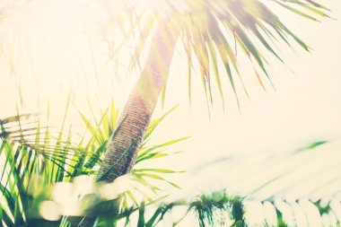 Tropikal arka plan Palm ağaçlar dallar güneş ışığı