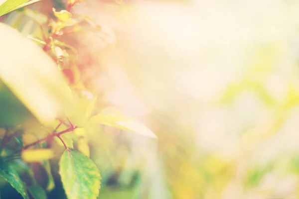 Sommarträdgården bladen ljus Boke suddig bakgrund — Stockfoto