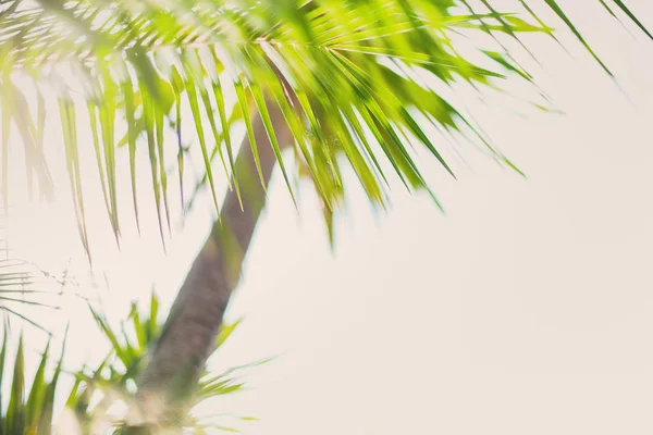 Tropikal arka plan Palm ağaçlar dallar güneş ışığı — Stok fotoğraf