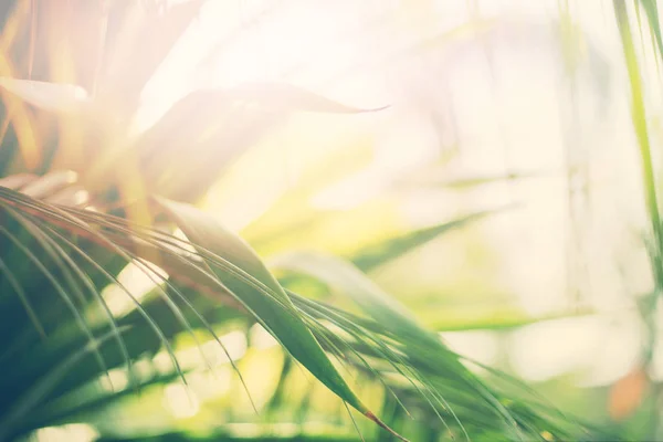 Тропический фон пальмы ветви солнечного света — стоковое фото