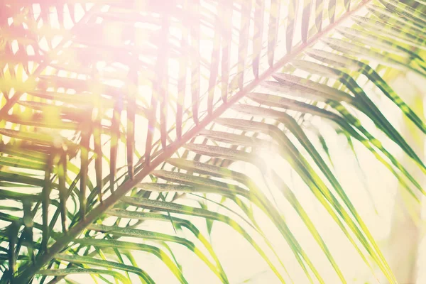 Tropikal arka plan Palm ağaçlar dallar güneş ışığı — Stok fotoğraf