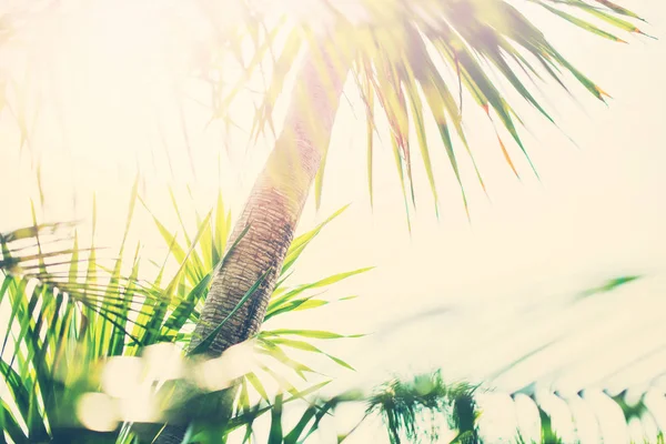 Τροπικό φόντο Φοίνικας δέντρα κλαδιά φως του ήλιου — Φωτογραφία Αρχείου