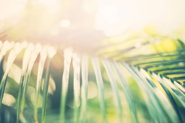 Tropischen Hintergrund Palmen Äste Sonnenlicht — Stockfoto