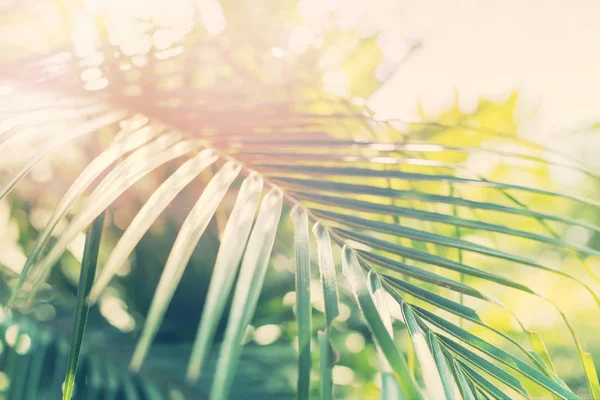 Trópusi pálma fák ágai nap háttérfény — Stock Fotó