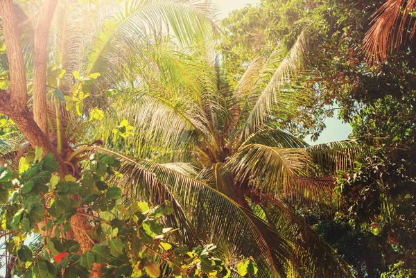 Tropical Trees Leaves Asian Forest Background — Stock Photo, Image