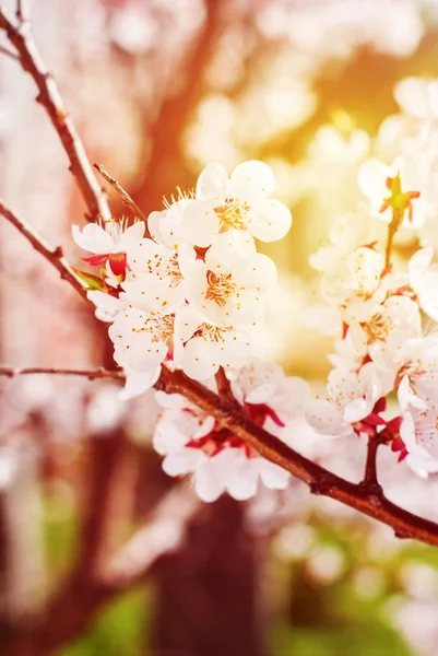 Прекрасная ветвь сакуры Белого Цветка — стоковое фото