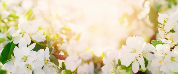 Belle bannière florale naturelle de fleur de pommier — Photo