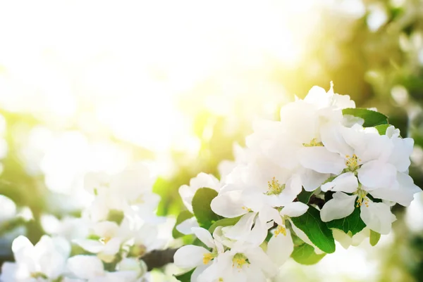 Цветы деревьев на фоне весеннего сада — стоковое фото