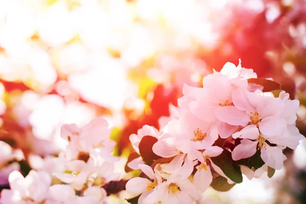 Яблоня Цветы Весенний сад — стоковое фото