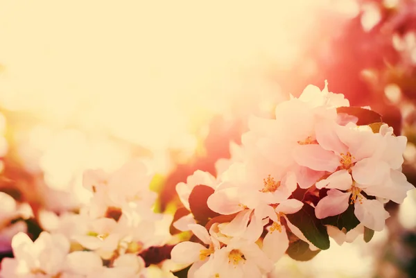 Яблоня Цветы Весенний сад Белые цветы — стоковое фото