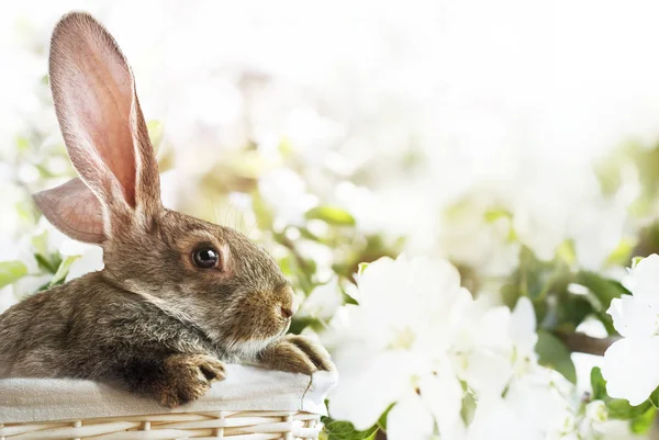 Grey Rabbit Basket blossoming Easter Background — Stock Photo, Image