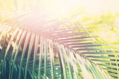Tropikal arka plan Palm ağaçlar dallar güneş ışığı