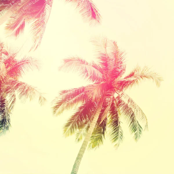 Palmiye ağaçları orman tropik manzaralı tonda — Stok fotoğraf