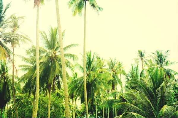 Пальмовые деревья с тонированным ландшафтом — стоковое фото