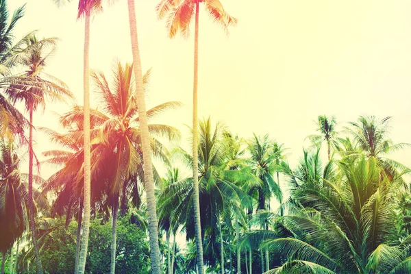 Palm bomen Jungle gestemde tropische landschapsmening — Stockfoto