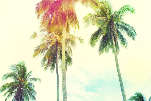 Palm bomen Jungle gestemde tropische landschapsmening — Stockfoto