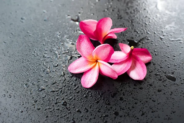 Group Pink Frangipani Wet Black Background Dropp — Stock Photo, Image